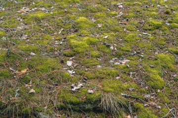 green forest mosses of Northern Europe with fir needles