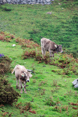 Obraz na płótnie Canvas Cows in Covadonga lagos National park Picos de Europa, Spain