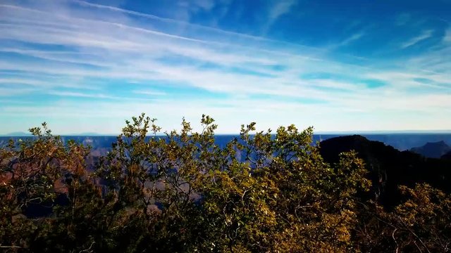 Timelapse of a tree on the North Rim with the Grand Canyon out of focus in the background. HD