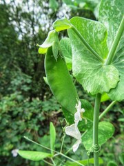 green sugar pod in the garden