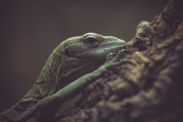closeup of a lizard