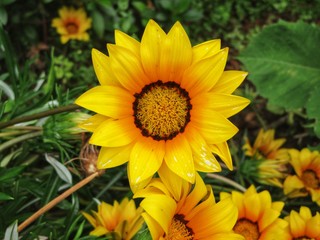yellow gazania in the garden