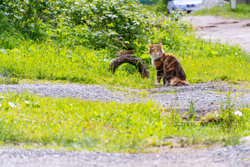 beautiful tricolor cat sitting on the lawn in sunny weather.