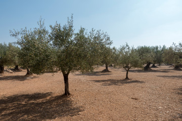 Fototapeta premium Centennial olive trees in San mateo, Via augusta de Castellon