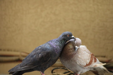 Two pigeon bird loving to each other