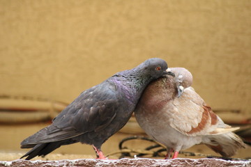 Two pigeon bird loving each other