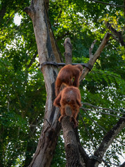 Captive Sumatran Orangutans (Orangutang, Orang-utang)