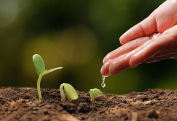 Agriculture. Growing plants. Plant seedling. Hand nurturing and water young baby plants growing in germination sequence on fertile soil with natural green bokeh background