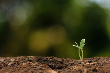 Agriculture. Growing plants. Plant seedling
