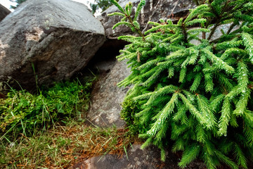 Drops of dew on the branches of a green Christmas tree, close-up, natural vegetative background. Christmas background