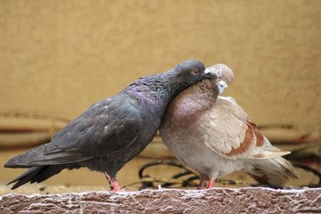 Two pigeon bird loving to each other