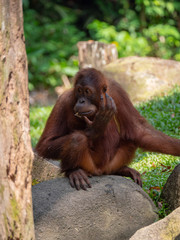 Captive Sumatran Orangutans (Orangutang, Orang-utang)
