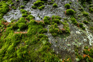 Creative background, green moss on the stone, close-up, natural vegetative background