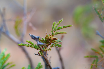 flowers on a branch