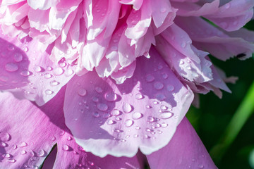 Early in the morning, the purple peony struck everyone with its beauty. Dew on its petals in the sun.