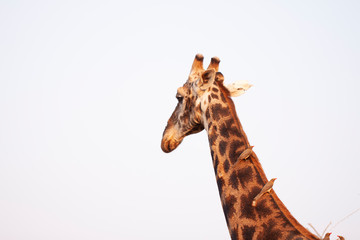 giraffe with birds on sky backround