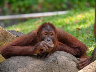 Captive Sumatran Orangutans (Orangutang, Orang-utang)