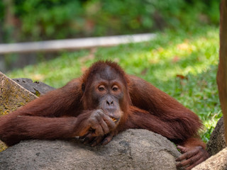 Captive Sumatran Orangutans (Orangutang, Orang-utang)