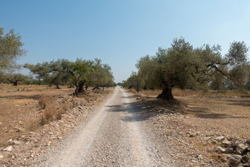 Centennial olive trees in San mateo, Via augusta de Castellon