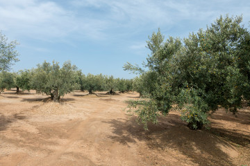 Fototapeta premium Centennial olive trees in San mateo, Via augusta de Castellon