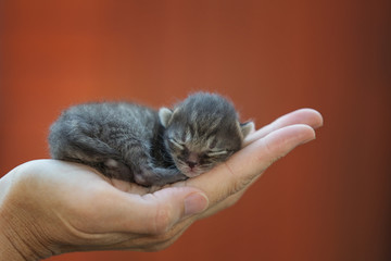 Newborn kitten sleeping in human hand