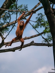 Captive Sumatran Orangutans (Orangutang, Orang-utang)