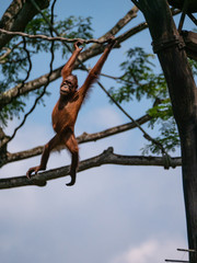 Captive Sumatran Orangutans (Orangutang, Orang-utang)