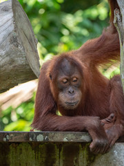 Captive Sumatran Orangutans (Orangutang, Orang-utang)