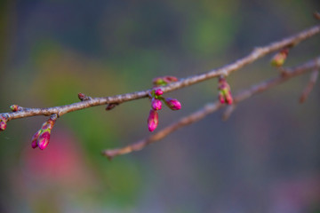Branch and bud of Wild Himalayan Cherry flower earned the nickname "Sakura in Thailand" because it looks like Sakura.