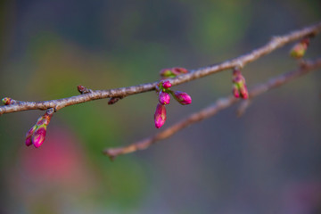 Branch and bud of Wild Himalayan Cherry flower earned the nickname 