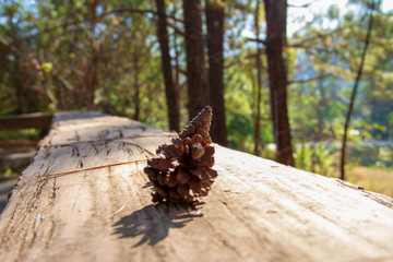 The seats at the front of porch with  blurred the pine cones that fell on.
