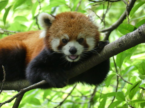 Small tiny and cute Red Panda in its natural habitat China Chengdu