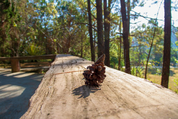 The seats at the front of porch with the pine cones that fell on.