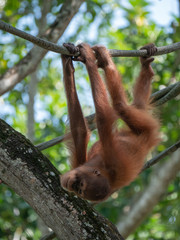 Fototapeta premium Captive Sumatran Orangutans (Orangutang, Orang-utang)