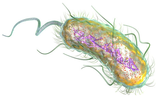 Escherichia coli bacteria (E. coli). Medically accurate 3D illustration.