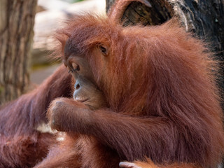 Captive Sumatran Orangutans (Orangutang, Orang-utang)