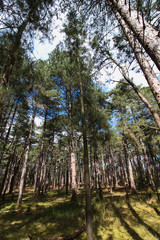 Forest bathing - Norlfolk, UK