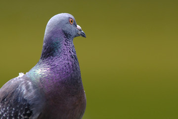 rock dove close up