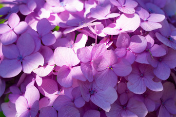 Detail photograph of purple hydrangea in garden during flowering