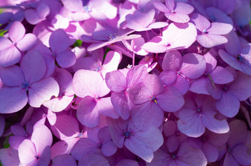 Detail photograph of purple hydrangea in garden during flowering