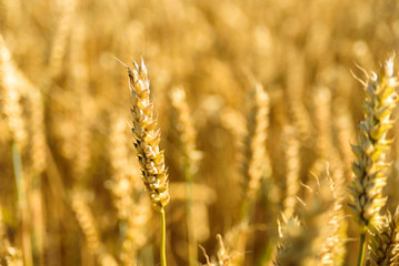 Wheat spikes on golden field