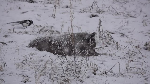 Tundra Wolf showing off her freshly caught mouse in a blizzard.