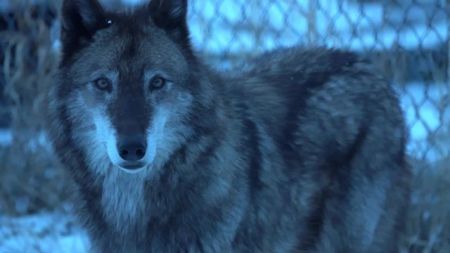 A Timber wolf, during the evening, looking into the camera near a fence.