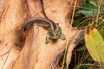 eine Zauneidechse sonnt sich