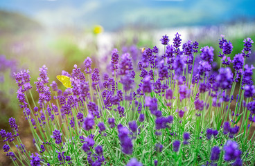 Fototapeta premium a violet lavender flowers field