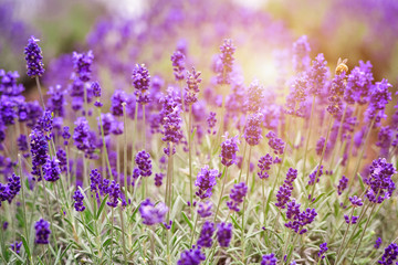 a violet lavender flowers field