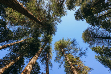 California redwood trees.