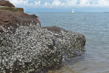 Barnacles attach on rock beach near the sea with white lighthouse on cloudy day in summer