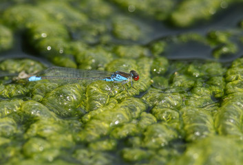A stunning male Small Red-eyed Damselfly, Erythromma viridulum, perching on blanket weed floating on the surface of a lake.
