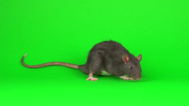 Gray rat on green screen background